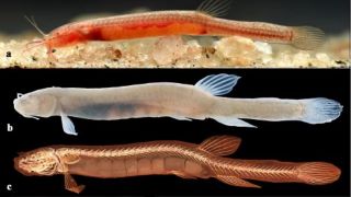 An international team of ichthyologists from Europe, the United States, and India has discovered a new fish species, the Gitchak nakana, in Northeast India